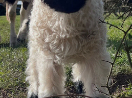 Swiss Valais Blacknose Ewe Lamb