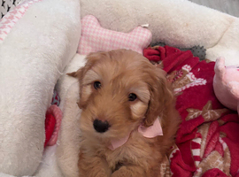 Female cockapoo