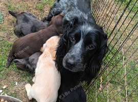 Working cocker spaniel puppies