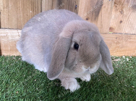 Male mini lip for sale