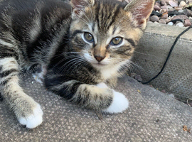 Kitten tabby boy