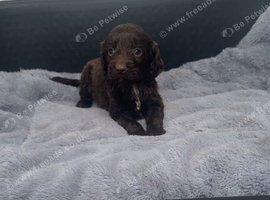 Cockapoo Puppies