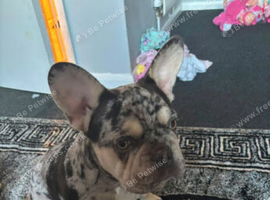 Merl french bulldog