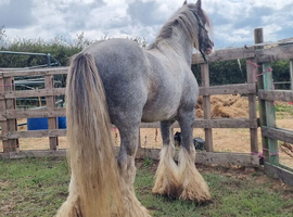 10yo 12hh Blagdon Stallion
