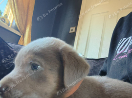 Silver Labrador puppies