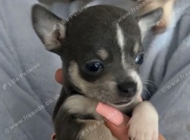 Chihuahua boy puppy for sale
