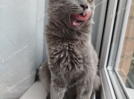 Mixed russian blue girls
