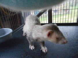 3 year old ferrets