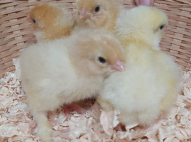 Chicks for sale