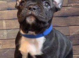 French Bulldog Puppies