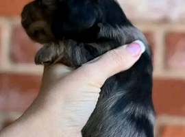 Adopting a dachshund