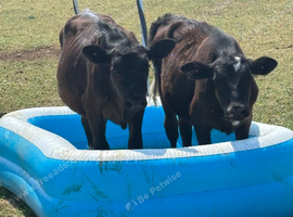 Heifers