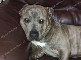 Blue cane corso x Staffie