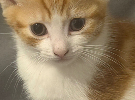 Beautiful Kittens for Sale