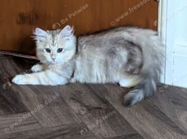 TICA Registered Siberian Kitten &ndash; Female &ndash; Ready Now