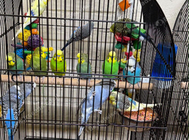 Baby budgies