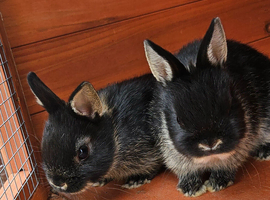 Netherland dwarfs