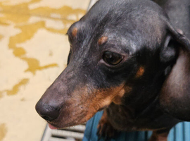 Miniature dachshund bitch