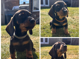 **Ready to go now** miniature dachshund &pound;1250