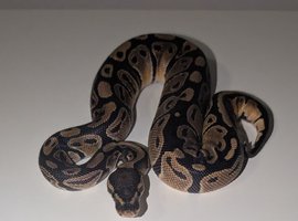 Royal python hatchlings