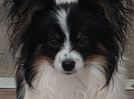KC Registered Papillon's