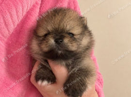 Pomeranian puppy's