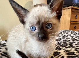 Beautiful kittens