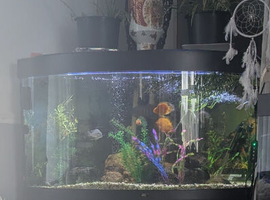 Fish tank and stand