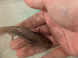 Copper axanthic Melanoid baby axolotl