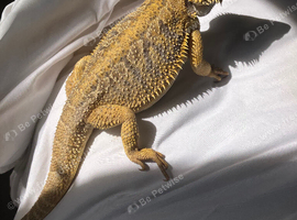 Bearded dragon full setup included