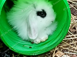 Mini lion lop male 8 weeks