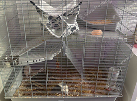 2 Female Rats Looking for New Home