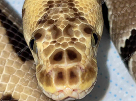 Reducing collection male and female ball pythons