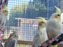 16 young aviary cockatiels  pied pearl lutino and greys
