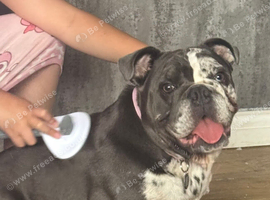 bulldog