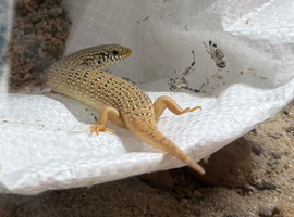 Oscillated skinks - three unsexed plus set up