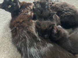 Maincoon kittens ready in 3 weeks