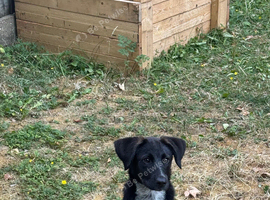 Mixed breed of belgian shepherd and brittany spaniel