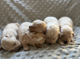 Maltipoo Puppies