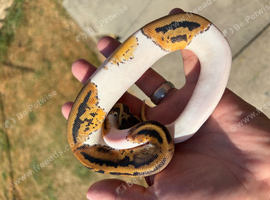 Baby leopard orange dream phantom pied for sale