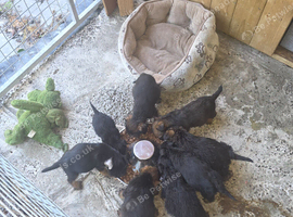 Cracking litter of 8 boarder terrier