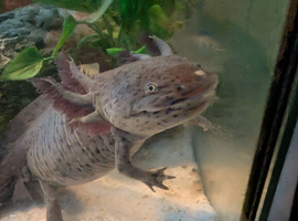 Our beautiful axolotl needs a new home