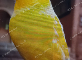 I'm looking for a female canary