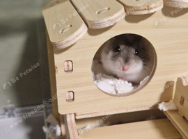 A russian dwarf hamster