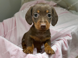 Miniature dachshund puppies