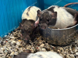 Male rats