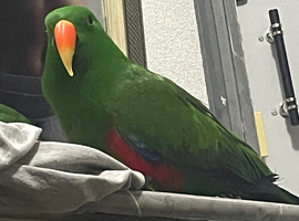 Stunning Male Eclectus Parrot &ndash; very Tame