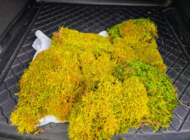 Fresh Green Moss Available &pound;25 including Delivery