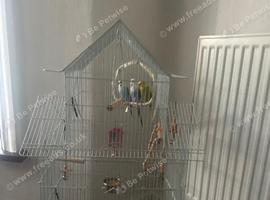 3 Bonded Budgies Looking for a Loving Home