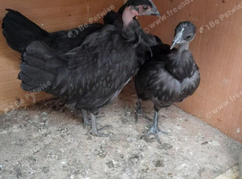 Necked neck bantam chickens